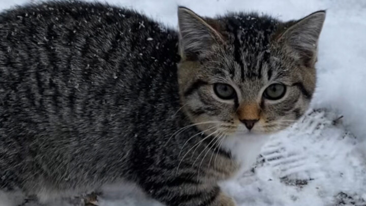 Kucing calico kecil di atas gunung bersalju ditangkap kakek dan dibawa masuk ke dalam untuk menghang
