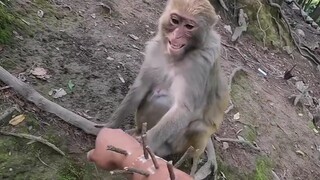 Thorn Monkey