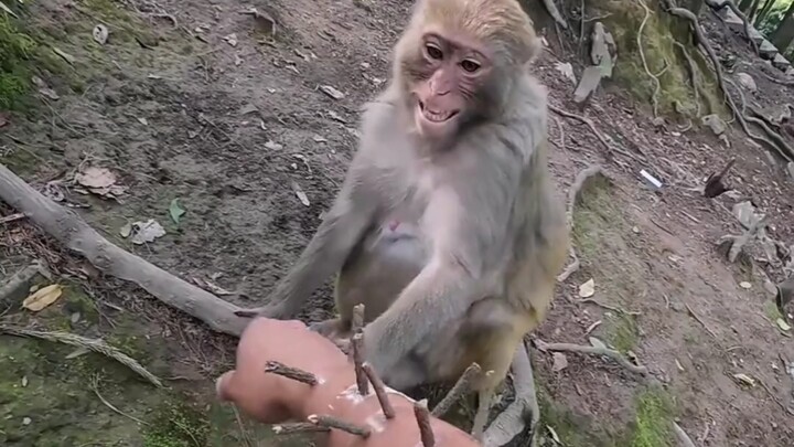 拔刺猴