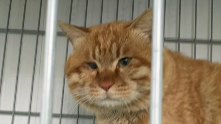 Kelanjutan dari kucing oranye besar telah tiba~