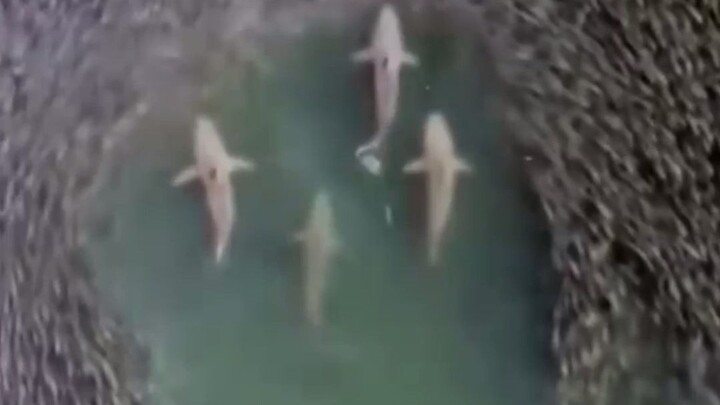 Step aside, the big shot’s here!