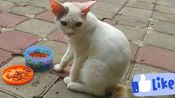 Memberi Makan Kucing di Jalan