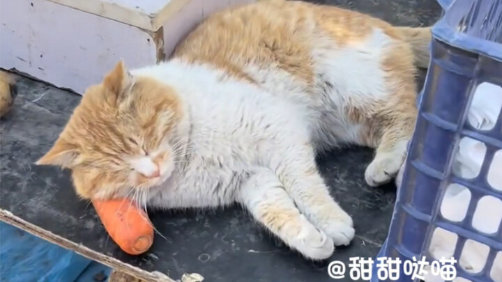 Kucing: Aduh, sebel banget! Mulai hari ini aku harus cari uang sendiri untuk beli makanan kucing!