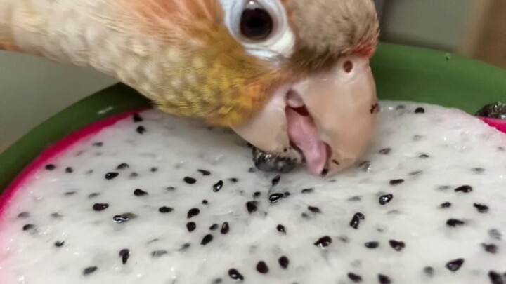 คุณหนู ถ้ายังไม่นอนอีกนะ ผมจะเริ่มแกะเมล็ดแก้วมังกรแล้วนะ~ อาเลอะ อาเลอะ~ นกแก้วน้อยกินผลไม้ ASMR