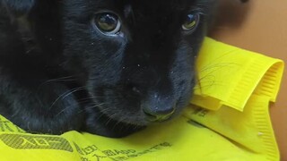 从小养到大，还是粘人小狗