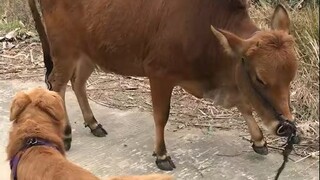 Tertendang sapi sekali, gairahnya hilang!
