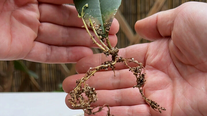 Master a few simple cutting techniques, and you can successfully propagate lots of flowers too!