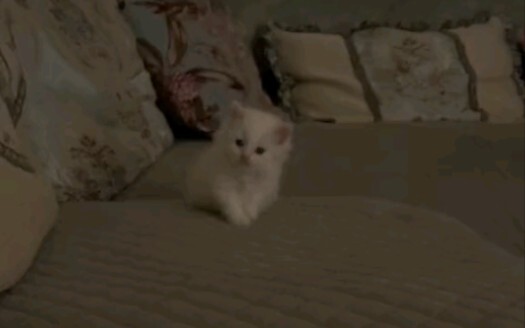 Society is simple; what’s complicated is Gousheng’s background.