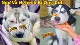 Thú Cưng TV | Ngáo Và Ngơ #50 | chó thông minh vui nhộn | Pets funny cute smart dog