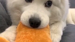 هاتان الأذنان الصغيرتان لطيفتان للغاية، هيا بنا