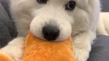 These two little ears are just too cute!