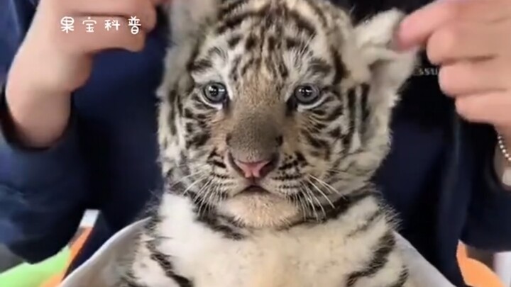 Bayi harimau kecil betapa menggemaskannya