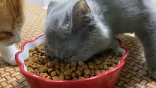 Cat Team's Big Dinner
