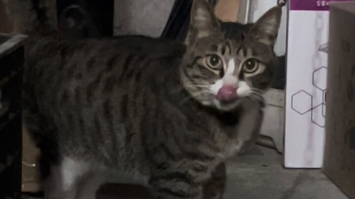 Si kucing yang langsung datang begitu dipanggil, tapi salah mengenali orang