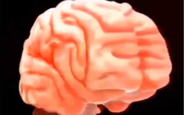bộ não🧠