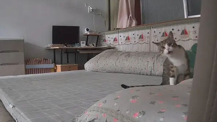 Crying out “Mom!” The cat woke up to find its human hadn’t come home on time, and the security camer