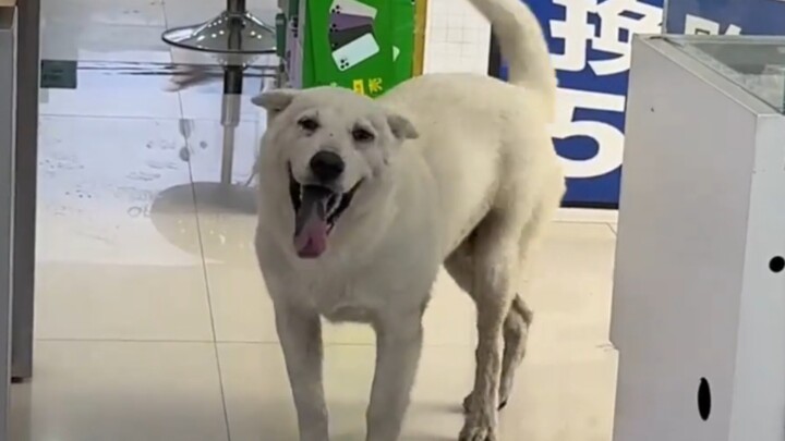 Doggy: Do you usually get tied up here?