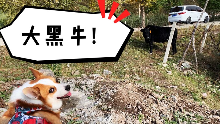 Kali pertama melihat sapi, si Corgi malah ketakutan sampai kabur! Katanya anjing penjaga ternak, man