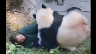 Mengamati beruang dengan cara yang beradab adalah tanggung jawab semua orang! Panda ternyata jauh da