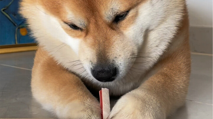 Dia adalah seekor anjing kecil yang sopan dan santun, dengan patuh memakan satu batang lalu mengambi