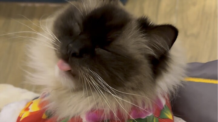 Kucing kecilku benar-benar mirip anak kecil!!!