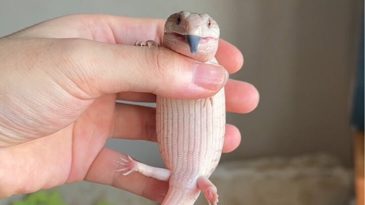 It’s not recommended for college students to keep blue-tongued skinks.