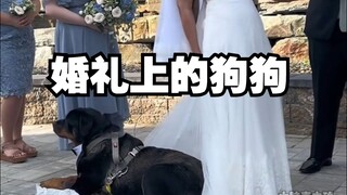 Dogs at the little human's wedding~