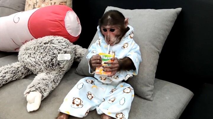 A noblewoman’s lifestyle! The little monkey finishes its bath and leisurely sips some milk~
