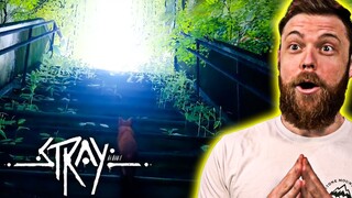 The FINALE in 'Stray' - Final Part ( PC Gameplay Playstation )