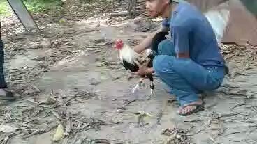 mabalinin nga mangilabanin ti manok kin