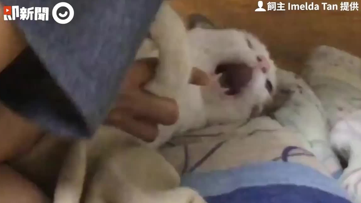 A man frantically pets a cat, disregarding its feelings.