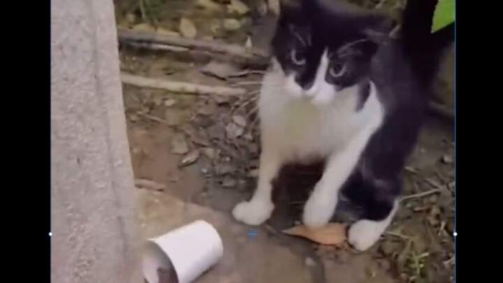 “There’s a reason you ended up as a stray cat.”