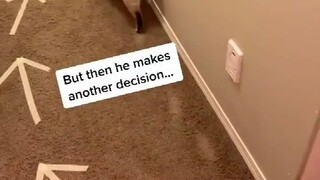 The cat at home always loves taking the same route; its owner tries every possible method to make it