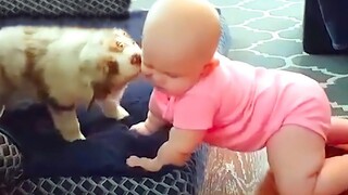 Cutest Baby Playing With Dogs Compilation - Baby Pets Video พีชชี่คูล