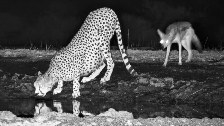 【Kenya】Black-backed Jackal bites a cheetah on the butt and runs away