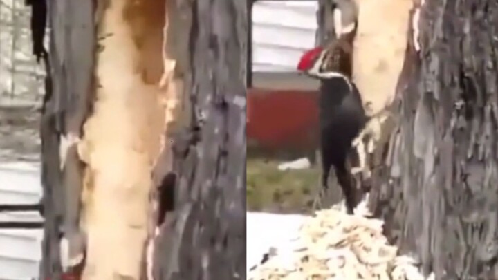 I guess… the big tree probably doesn’t even care about that little bug anymore!!