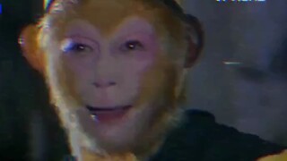 Laugh out pigs, laugh out abs