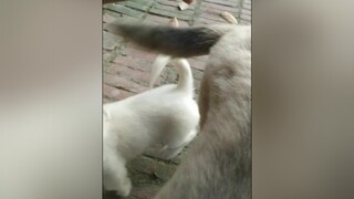 Phi công trẻ có tận 2 vợ...cunyeucuadua yeucho yeuchomeo cún cúncon chó chómèo chócon chókhôn yeuchomeo chócute pet dog dogsoftiktok
