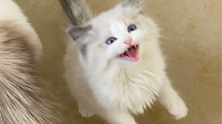 Screaming their hearts out just for a bite of meat.
