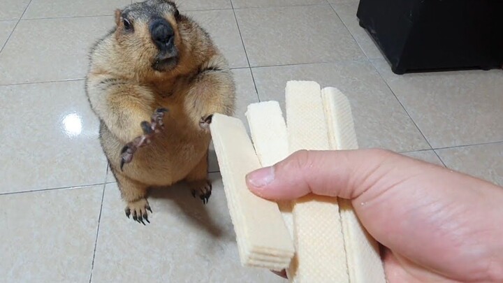 Groundhog eating wafer cookies
