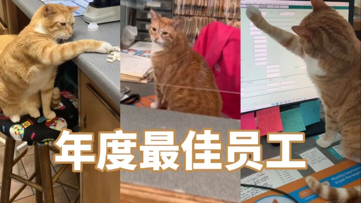 Reasons Why Cat Bagel Was Named Pet Hospital’s Employee of the Year