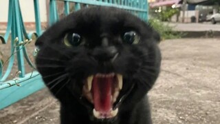 How quickly does the cat surrender?