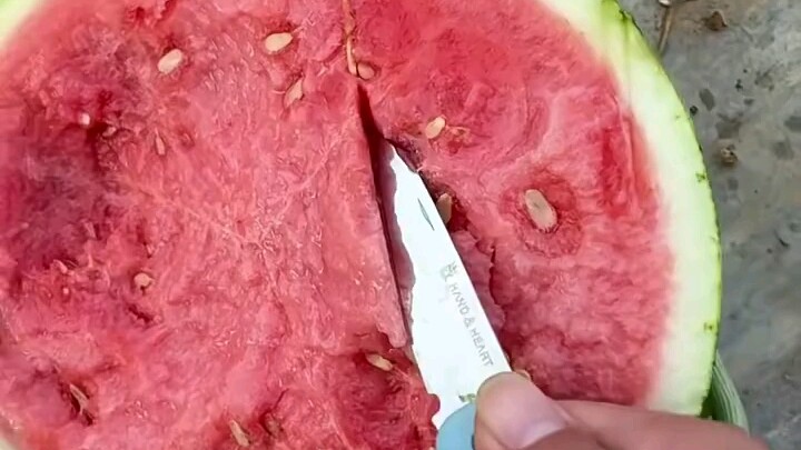 In case you’ve never seen a blade of grass growing inside a watermelon