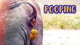 Animals pooping moments | Animals pooping funny | Pooping animals
