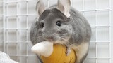 You Can Never Anticipate What's Next During Playtime With A Chinchilla