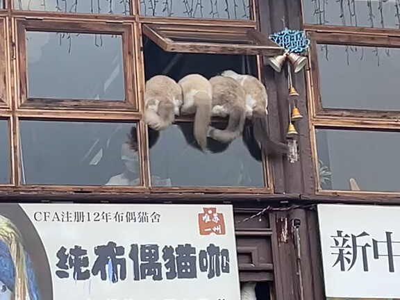 Cat: “Hey, is this Chief Black Cat? There’s a ‘cat brothel’ here!”