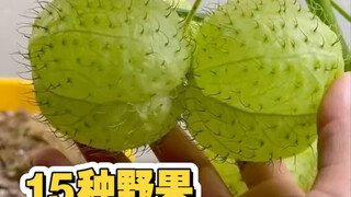 พาคุณไปรู้จักผลไม้ป่า 15 ชนิด ดูว่ามีอะไรบ้างที่กินไม่ได้