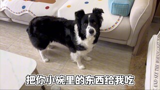 小狗：你也爱吃这个？
