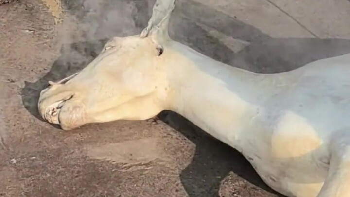 ลาตัวนี้โคตรเทพเลย!