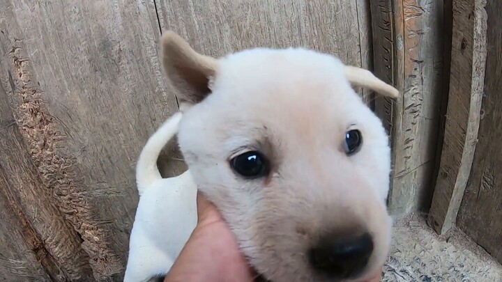 Anjing tukang reparasi yang penakut mempunyai makanan yang manis-manis, semakin ganas ia menggonggon